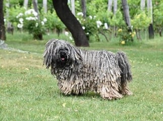 puli